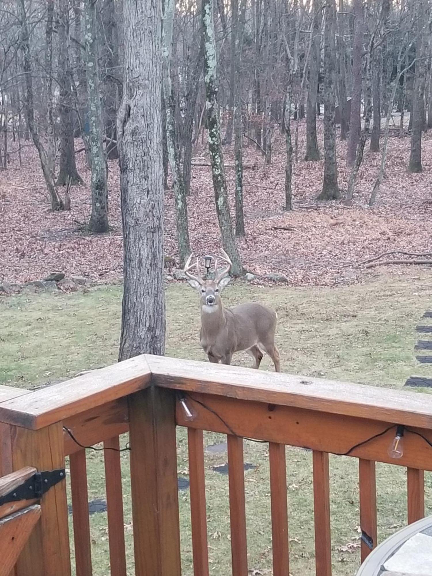 Serenity And Fun All In One In This Cozy Pocono Cabin Jim Thorpe Eksteriør bilde